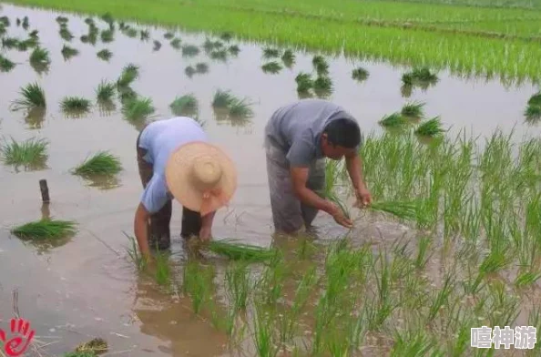 夫妻插秧38种方法图片大全：全面解析插秧技巧，提升水稻种植效率与质量的详细指南