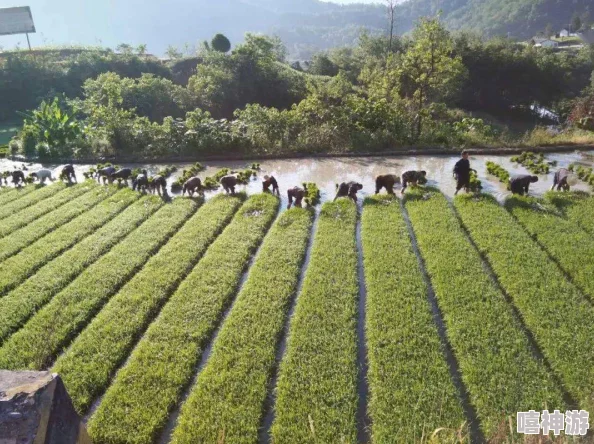 夫妻插秧38种方法图片大全：全面解析插秧技巧，提升水稻种植效率与质量的详细指南